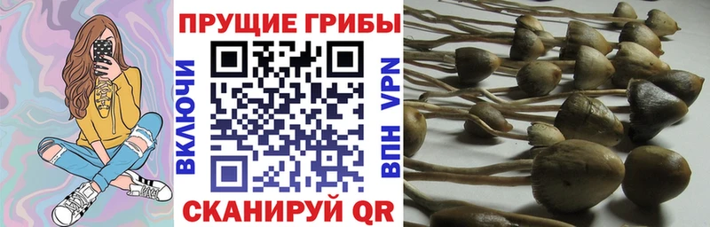 omg онион Назрань Псилоцибиновые грибы MAGIC MUSHROOMS